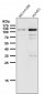 Anti-Rb RB1 Rabbit Monoclonal Antibody